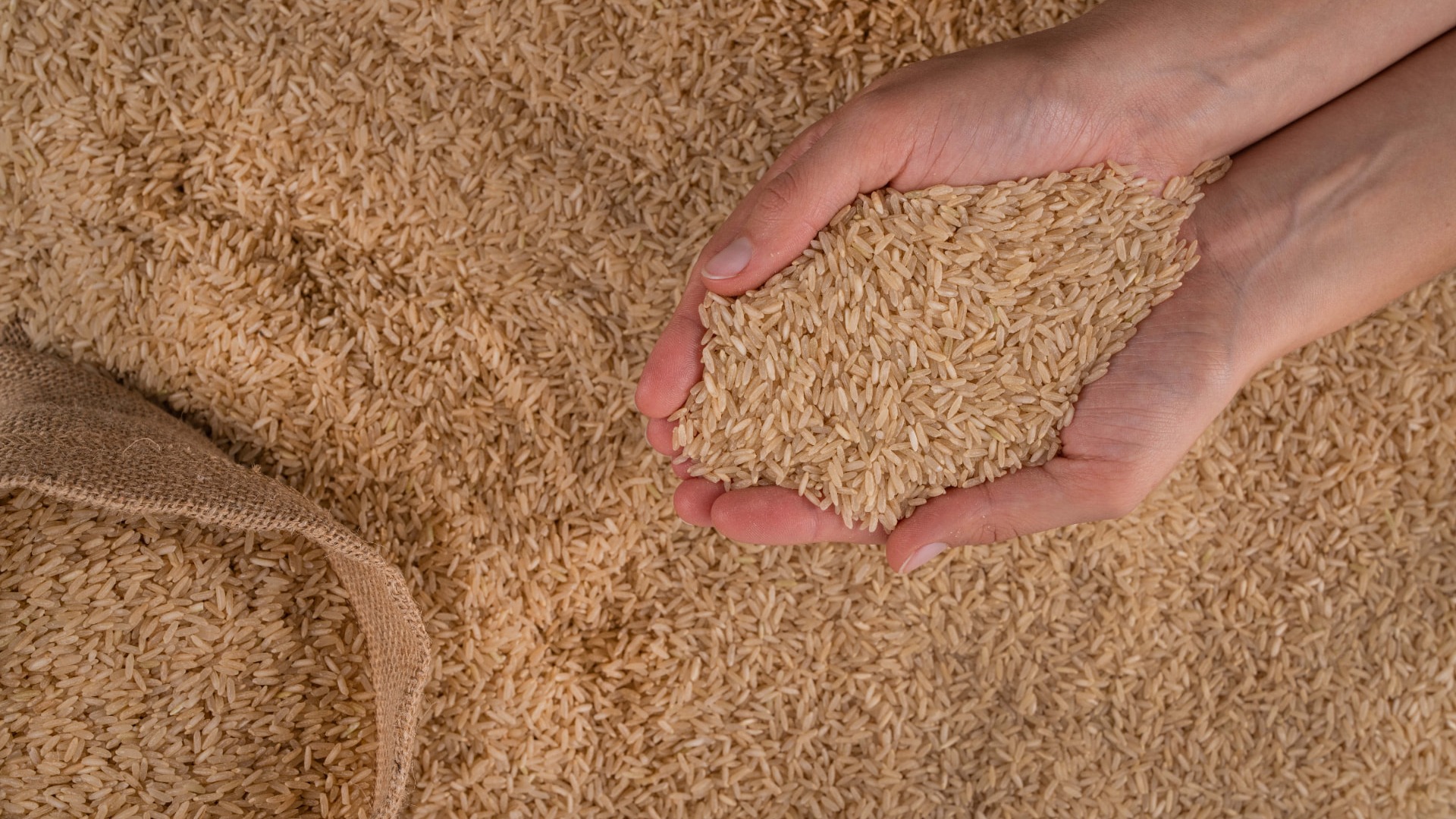 Mesa cubierta de arroz integral con un costal de yute y dos manos sosteniendo un puñado de granos, vista cenital